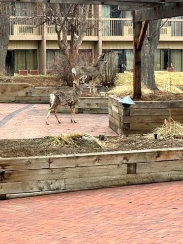 Hotel Millennium Harvest House Boulder